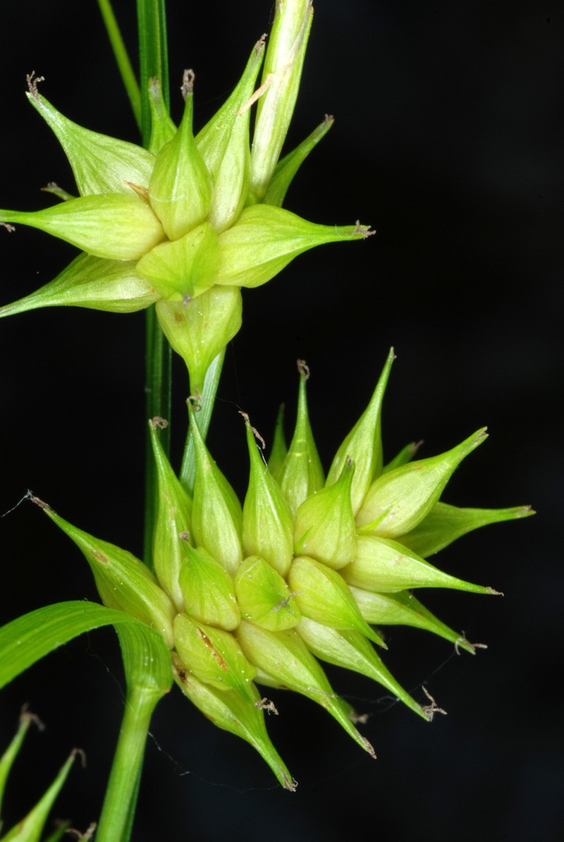 Elliott's Sedge photo 6