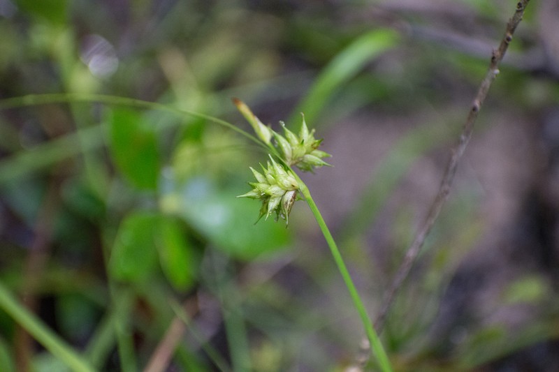 Elliott's Sedge photo 7