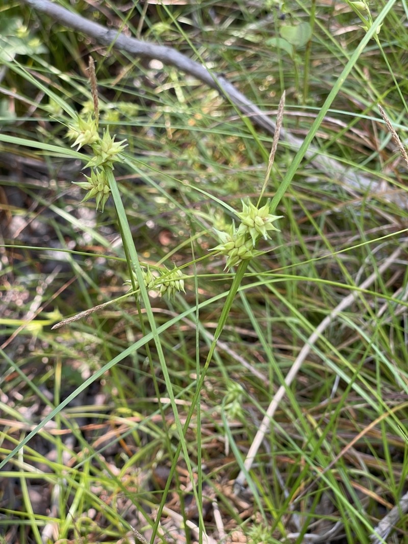 Elliott's Sedge photo 8