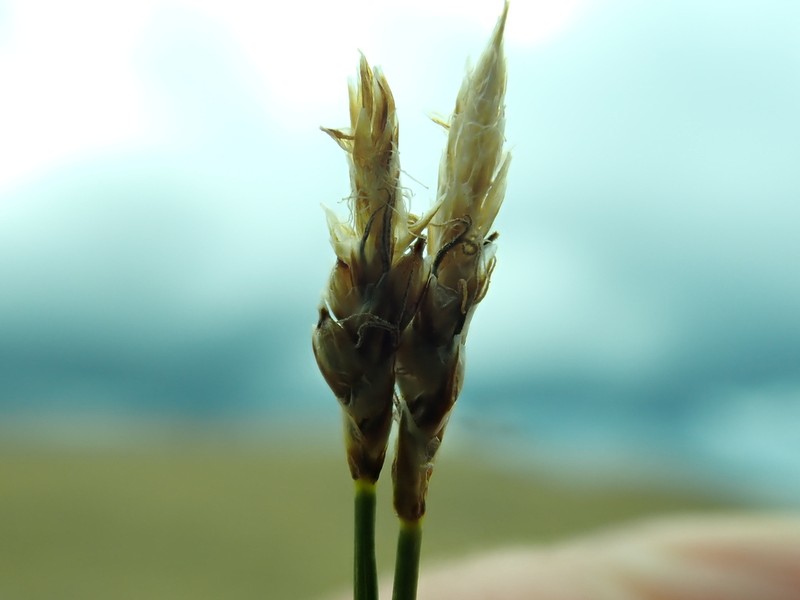 Blackroot Sedge