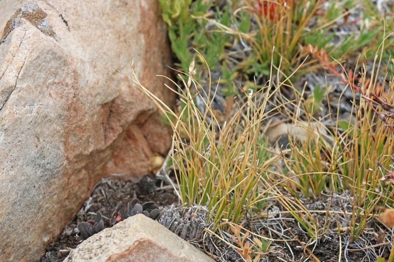 Blackroot Sedge photo 2