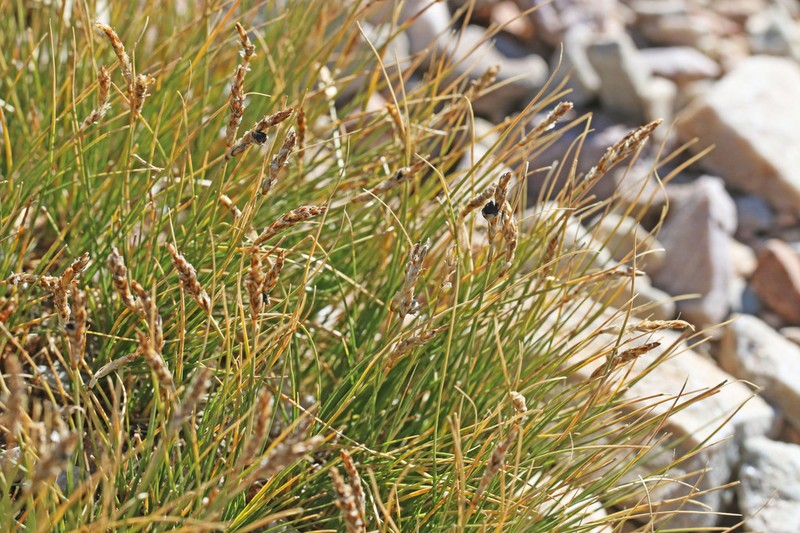 Blackroot Sedge photo 3