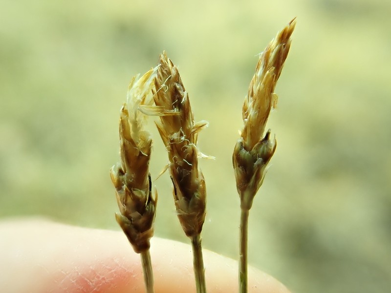 Blackroot Sedge photo 4
