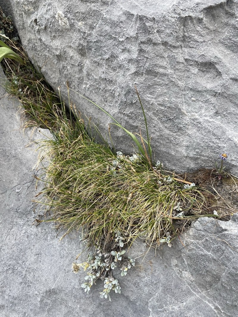 Blackroot Sedge photo 5