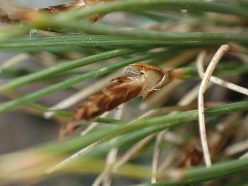 Blackroot Sedge photo 6