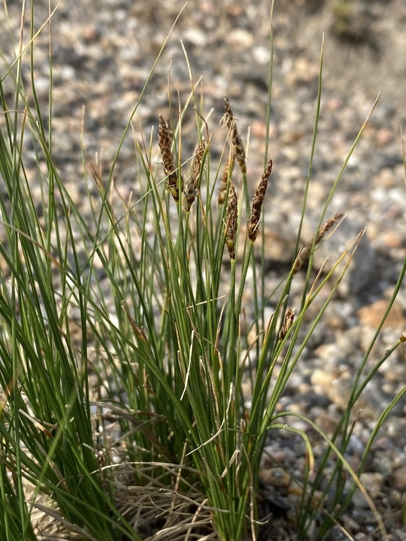 Blackroot Sedge photo 7