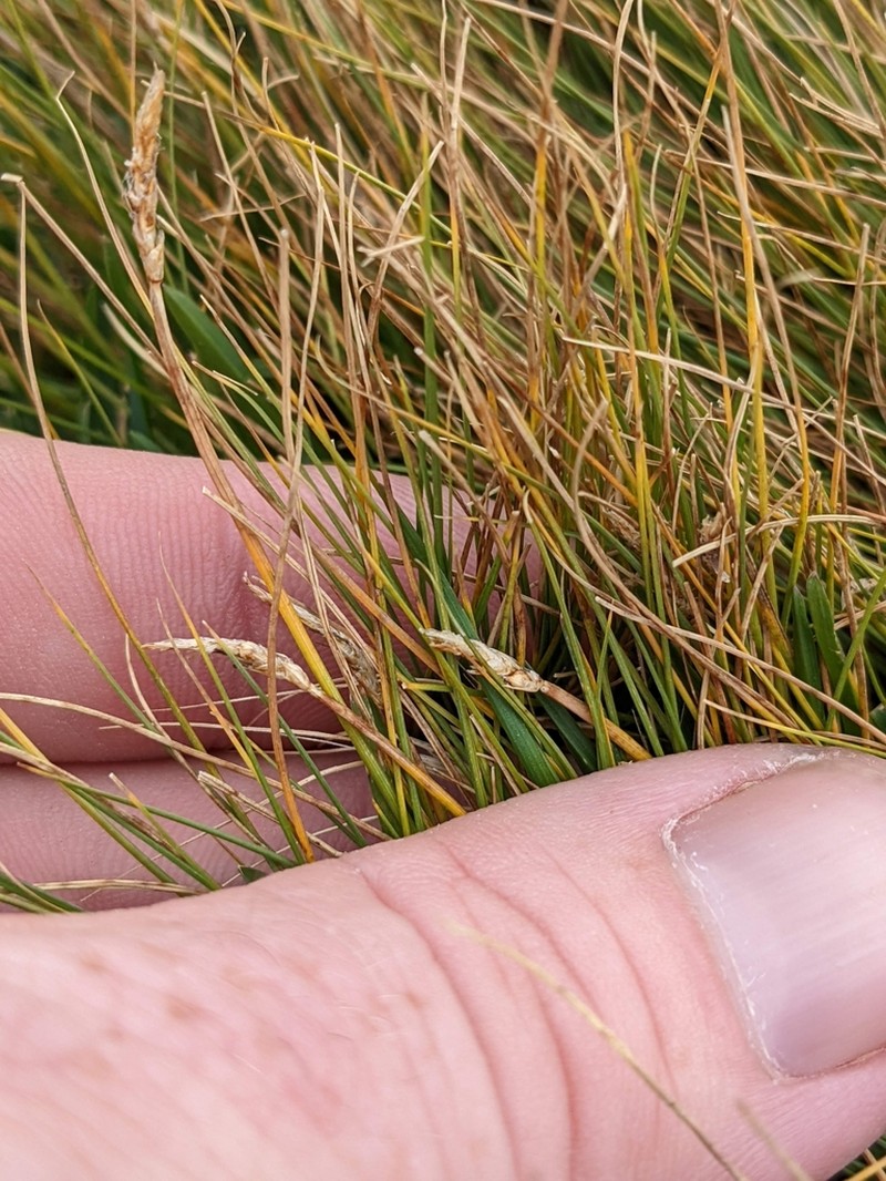 Blackroot Sedge photo 8