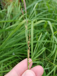 Emory's Sedge