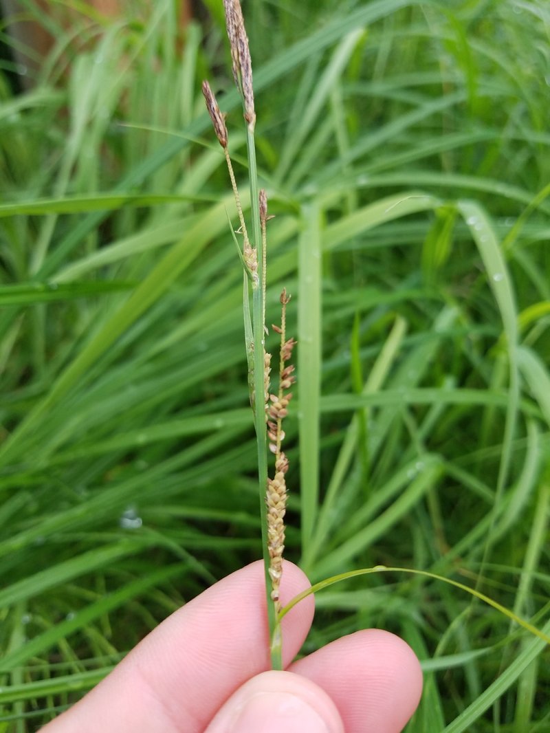Emory's Sedge