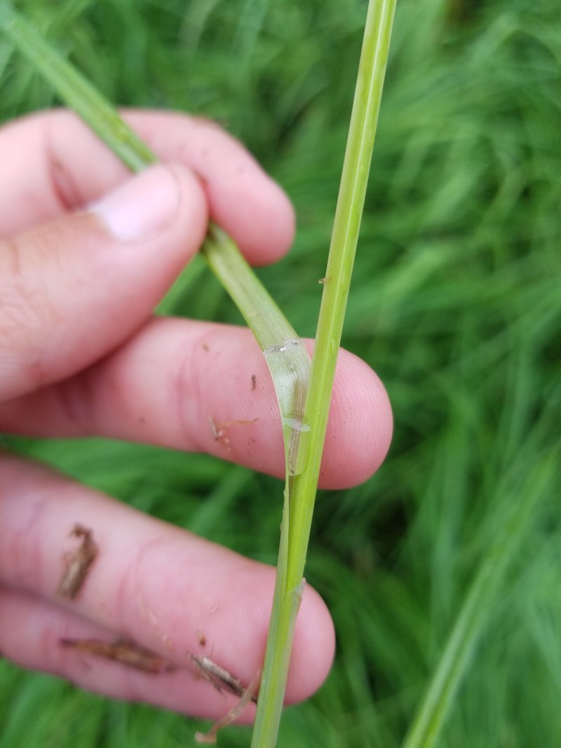 Emory's Sedge photo 2