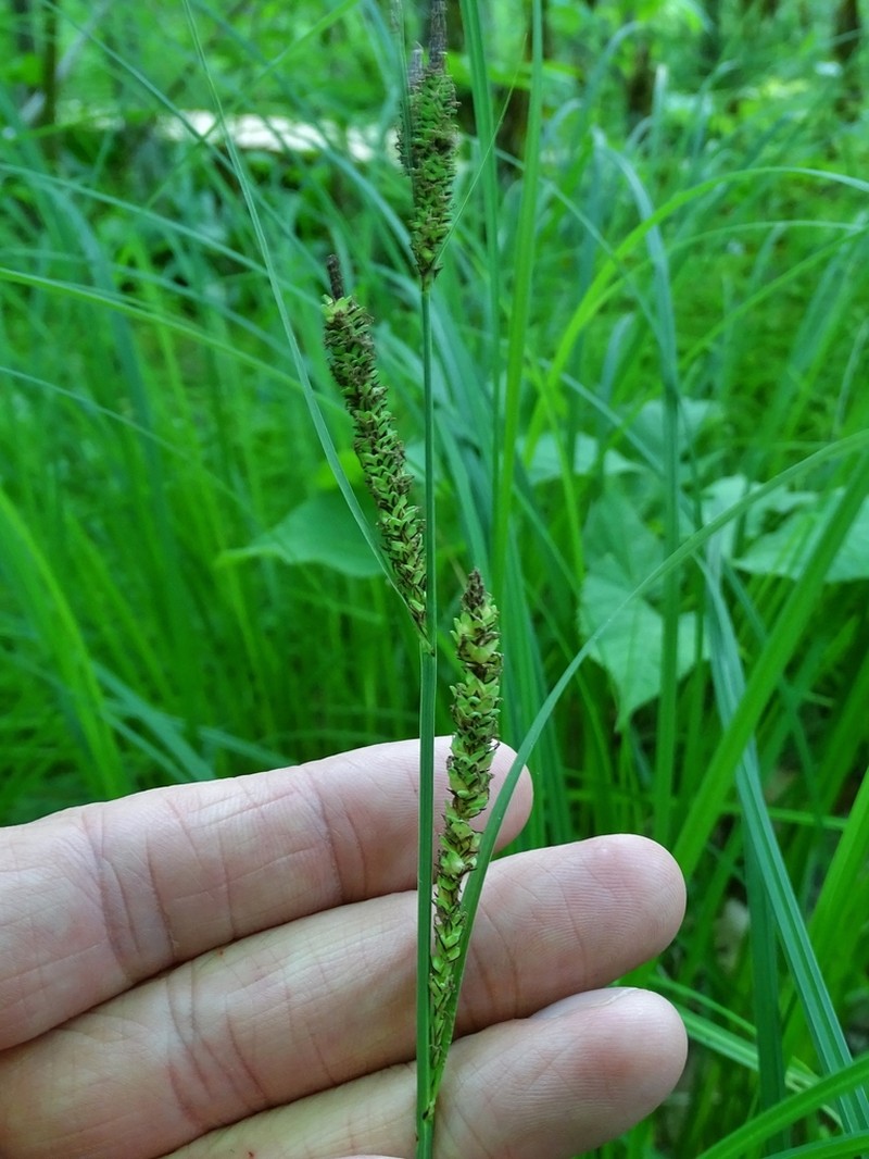 Emory's Sedge photo 4