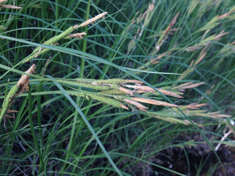 Emory's Sedge photo 5