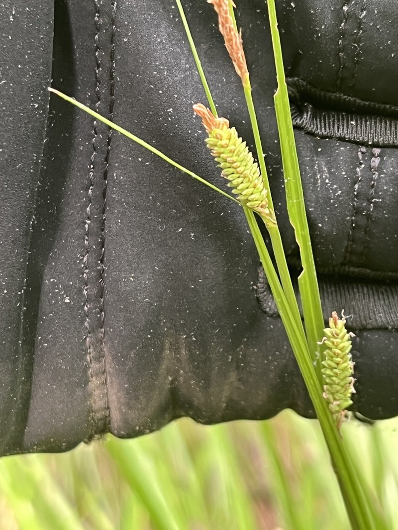 Emory's Sedge photo 6