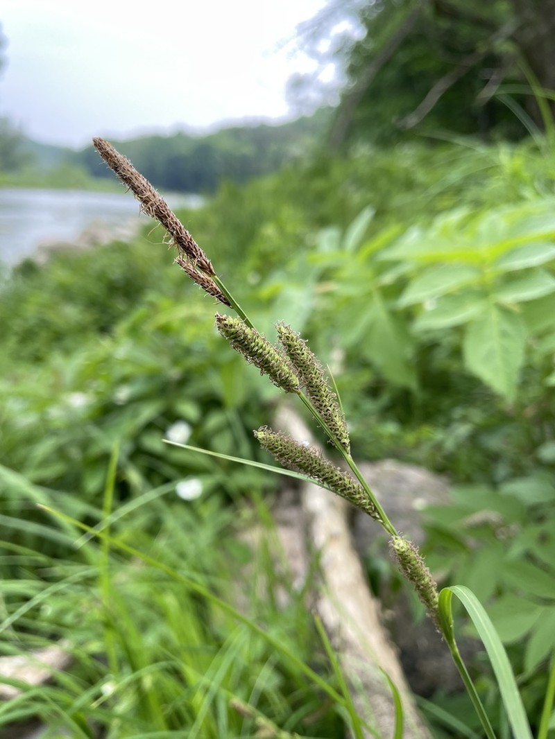 Emory's Sedge photo 7
