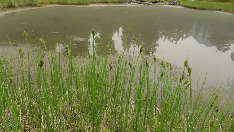 Carex enanderi photo 2