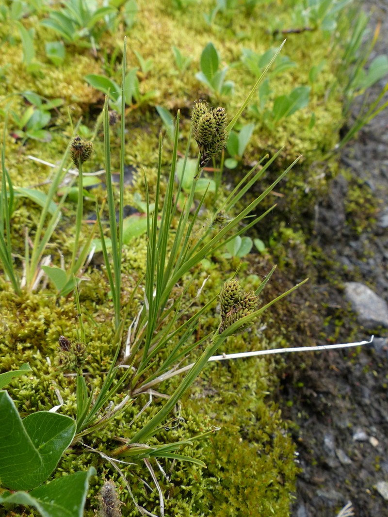 Carex enanderi photo 3