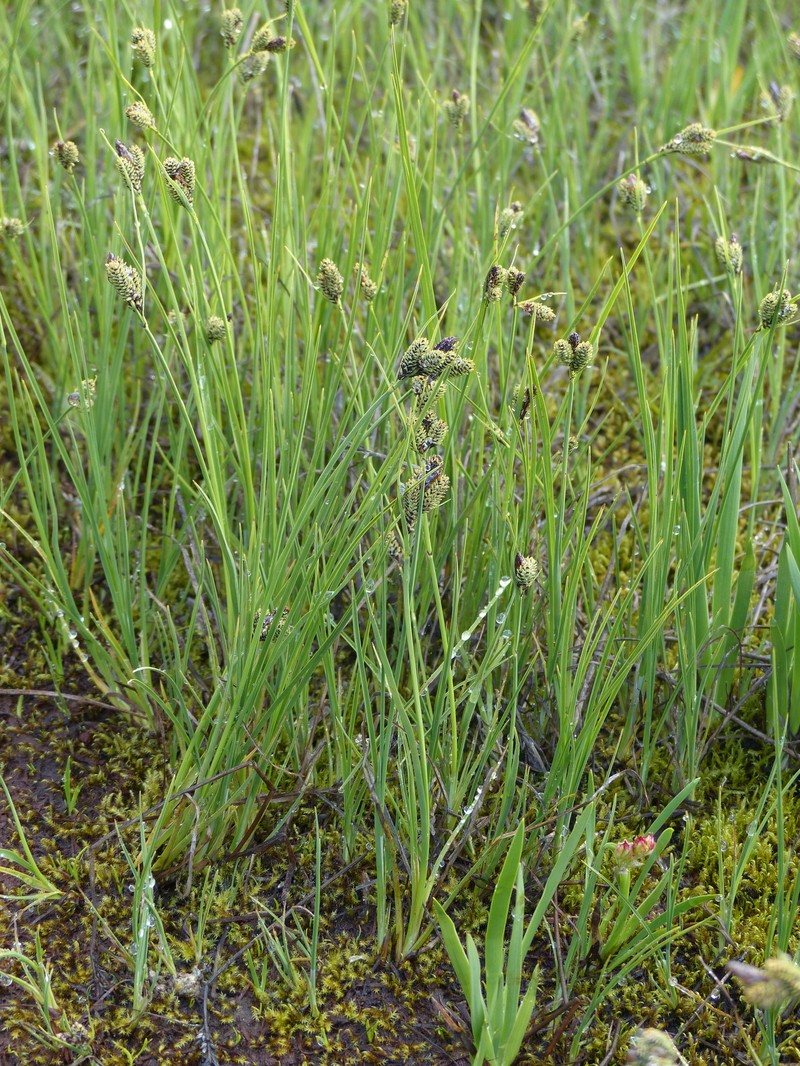 Carex enanderi photo 4