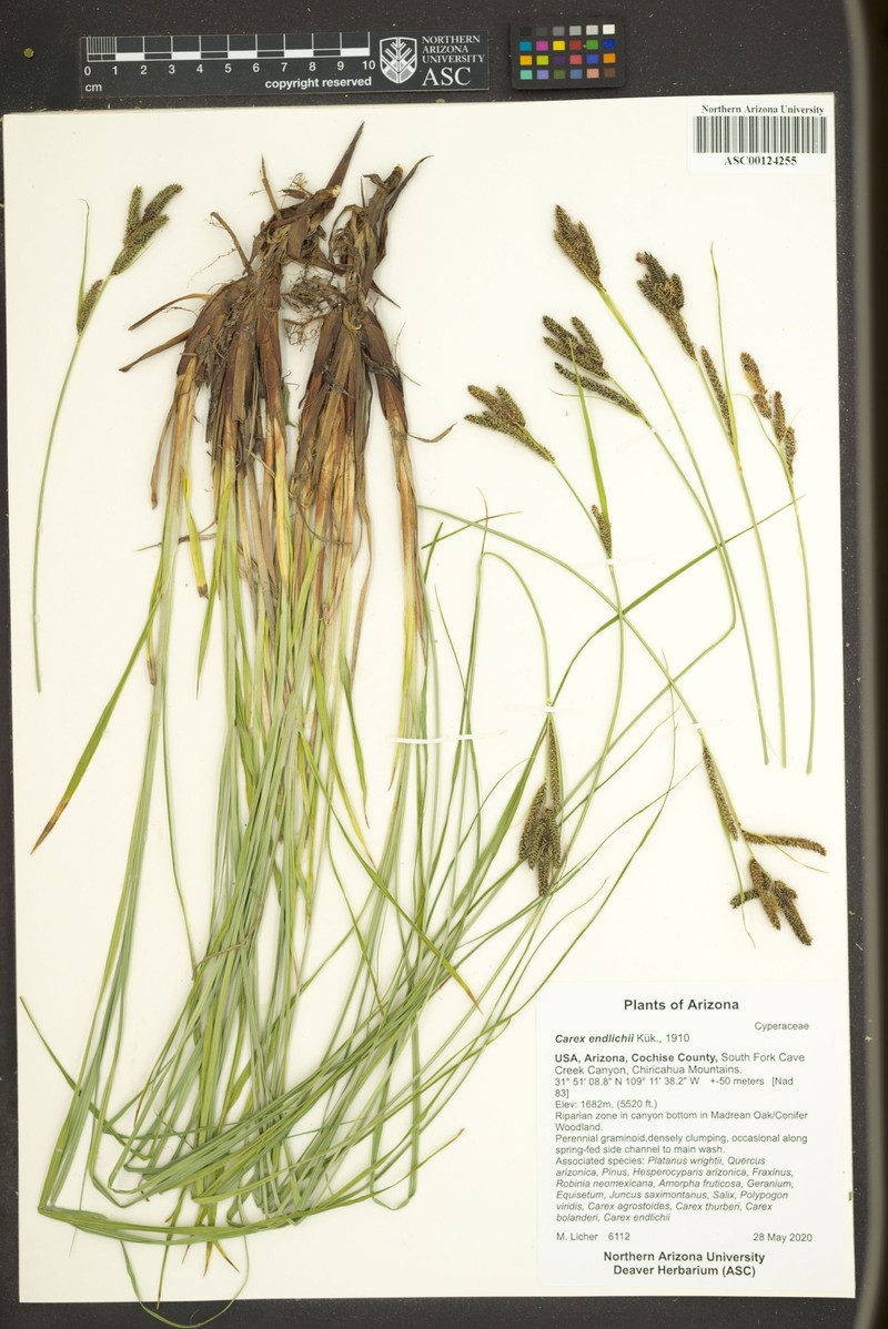Carex endlichii