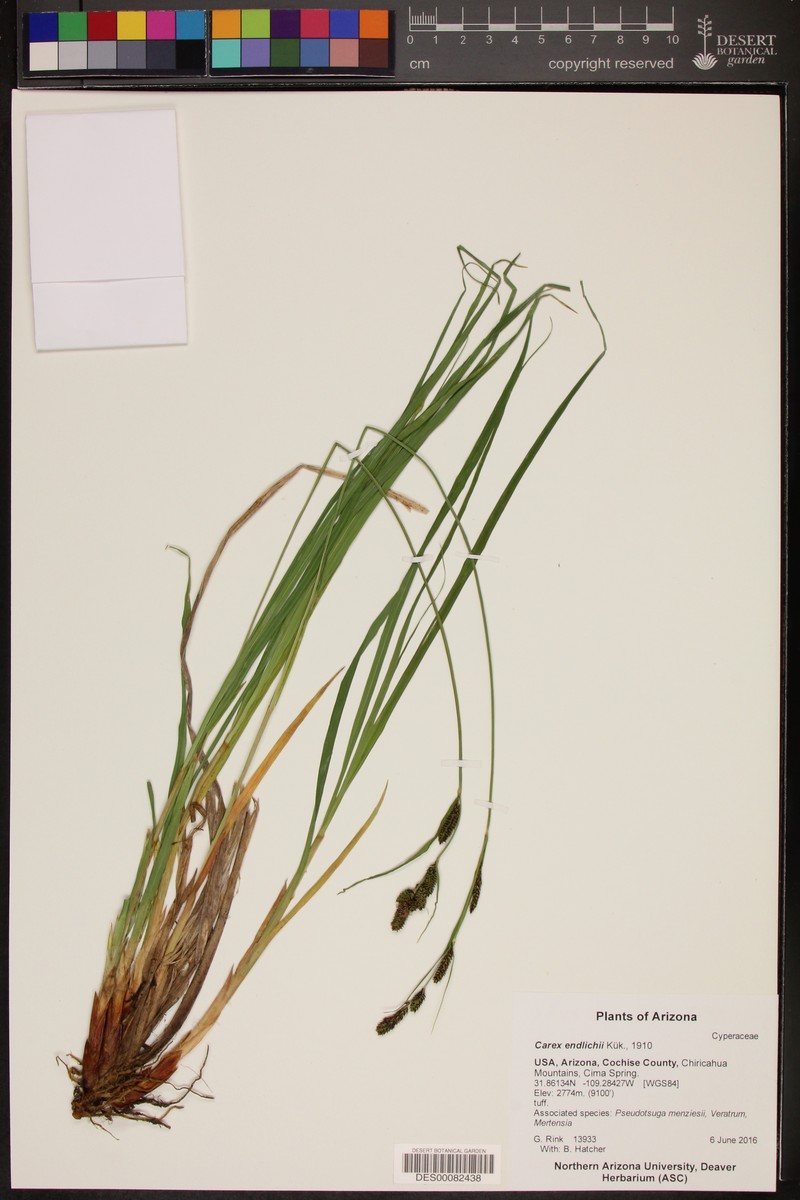 Carex endlichii photo 2