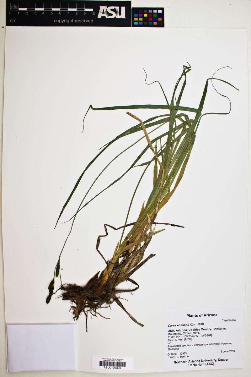 Carex endlichii photo 3