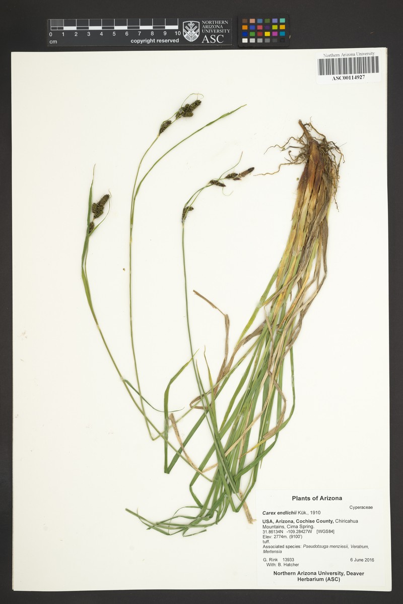 Carex endlichii photo 4