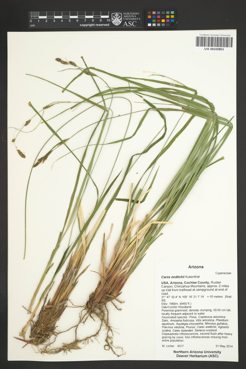 Carex endlichii photo 5