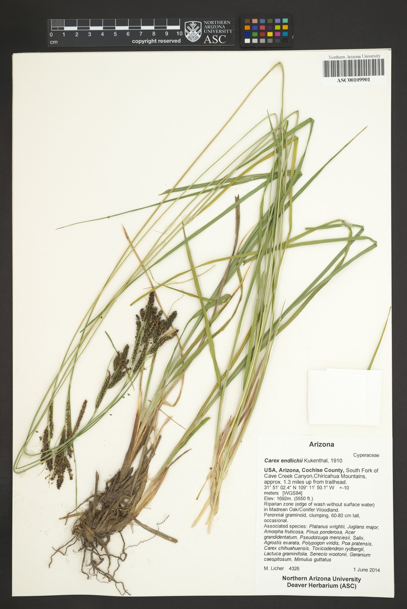 Carex endlichii photo 6