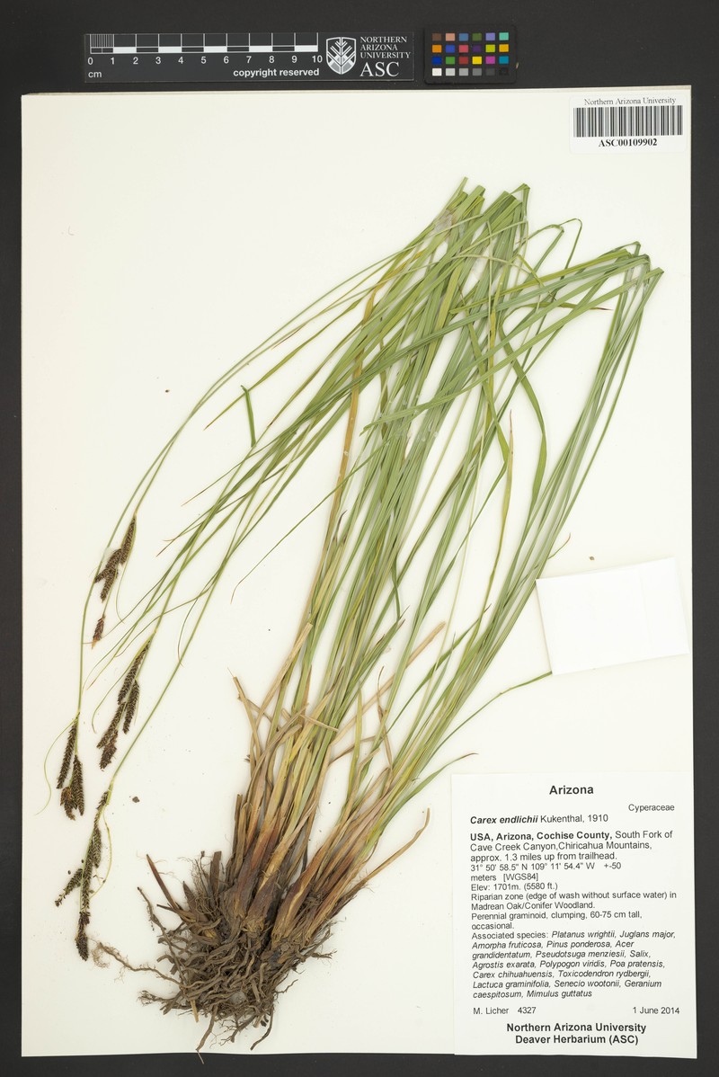 Carex endlichii photo 7