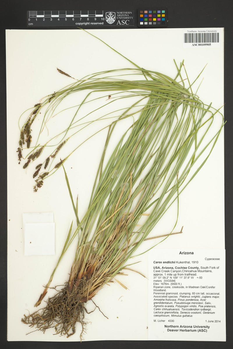 Carex endlichii photo 8
