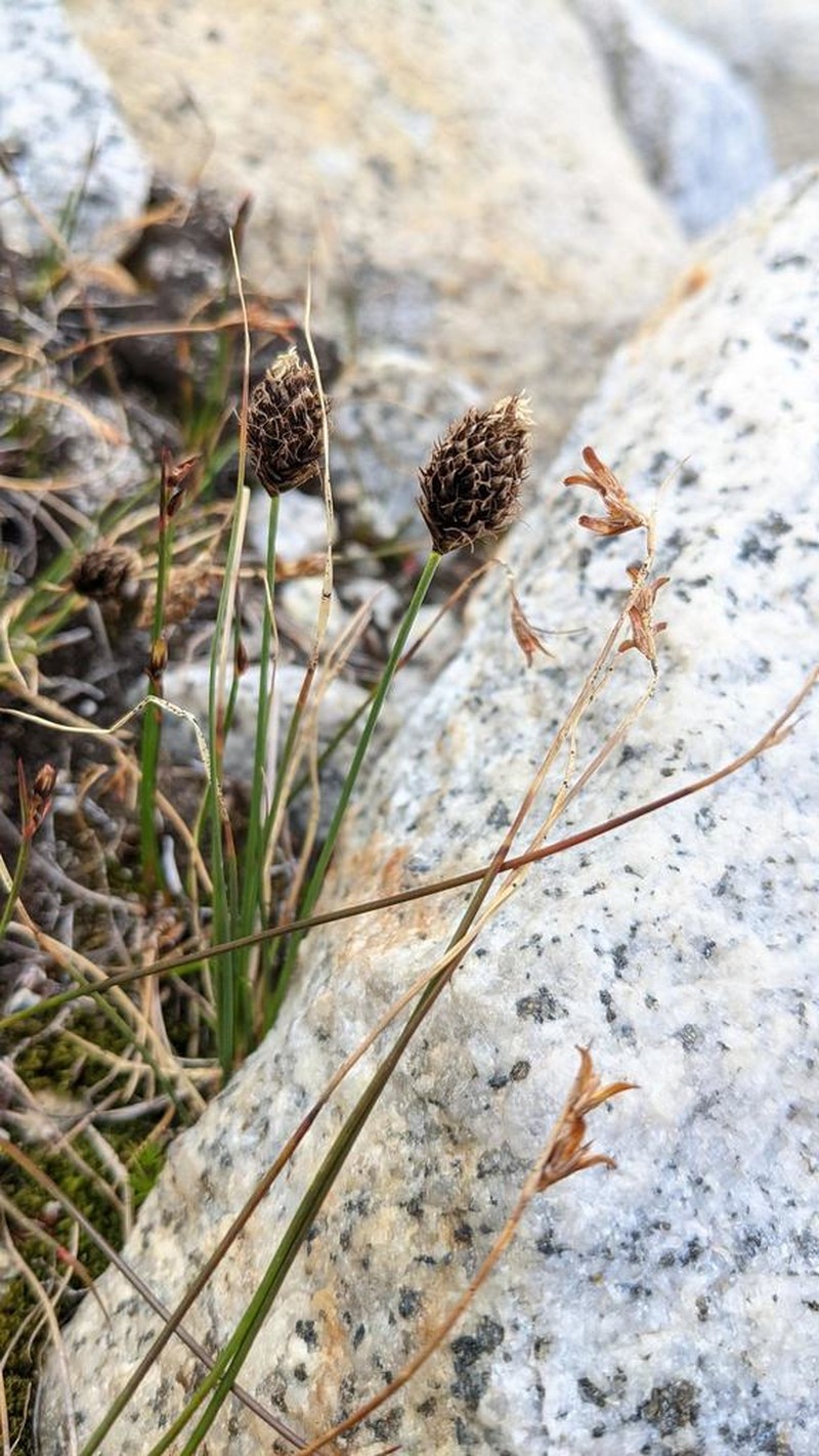 Engelmann's Sedge photo 2