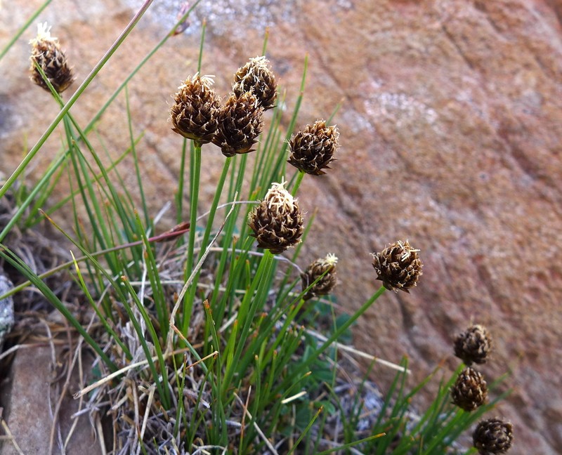 Engelmann's Sedge photo 3