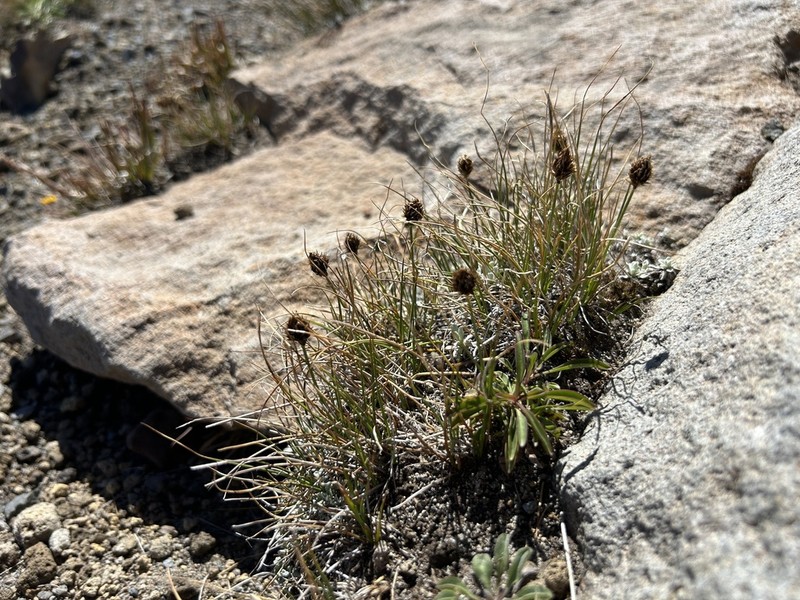 Engelmann's Sedge photo 4