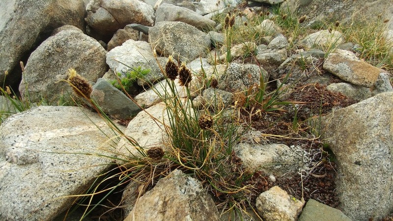 Engelmann's Sedge photo 5