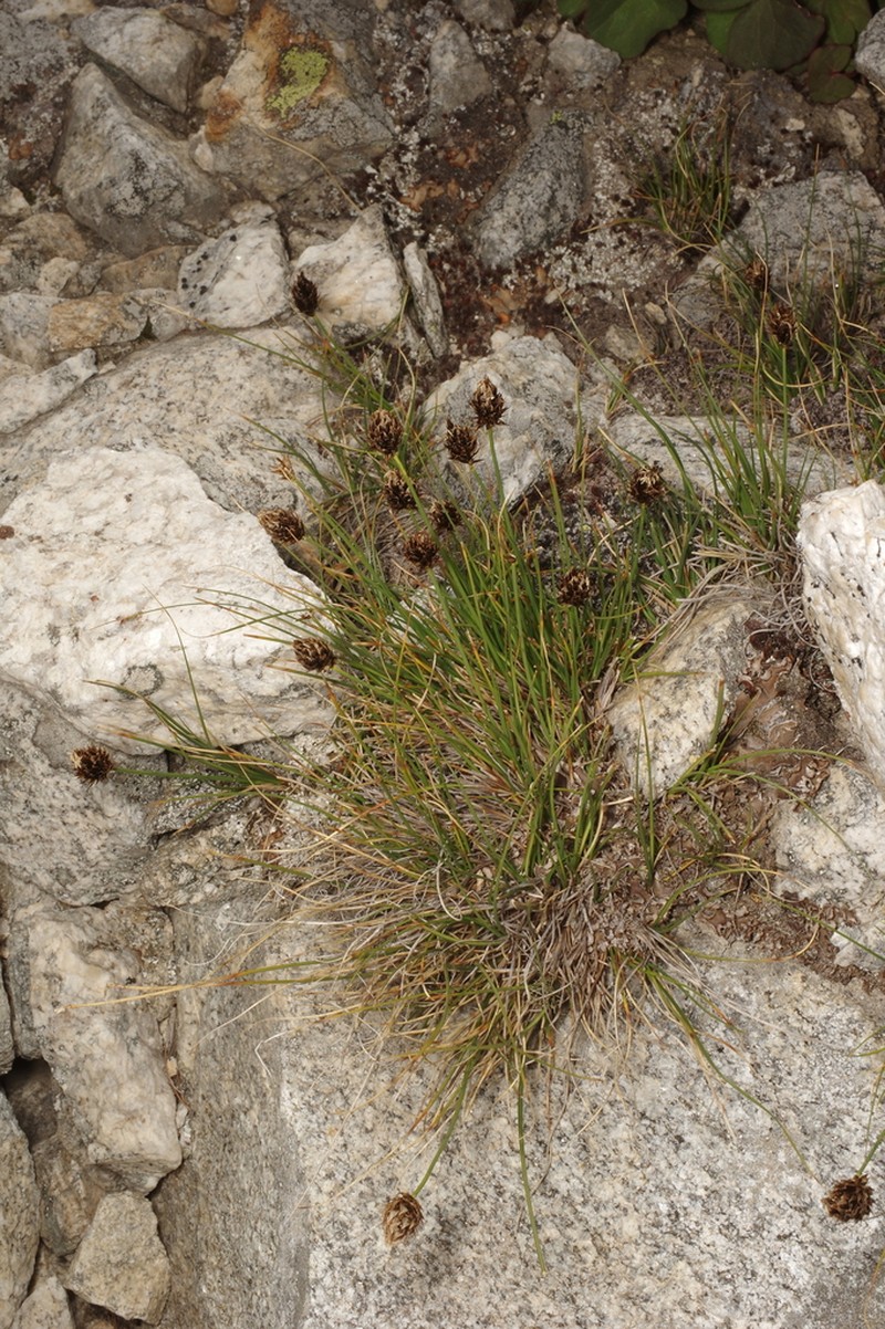 Engelmann's Sedge photo 6