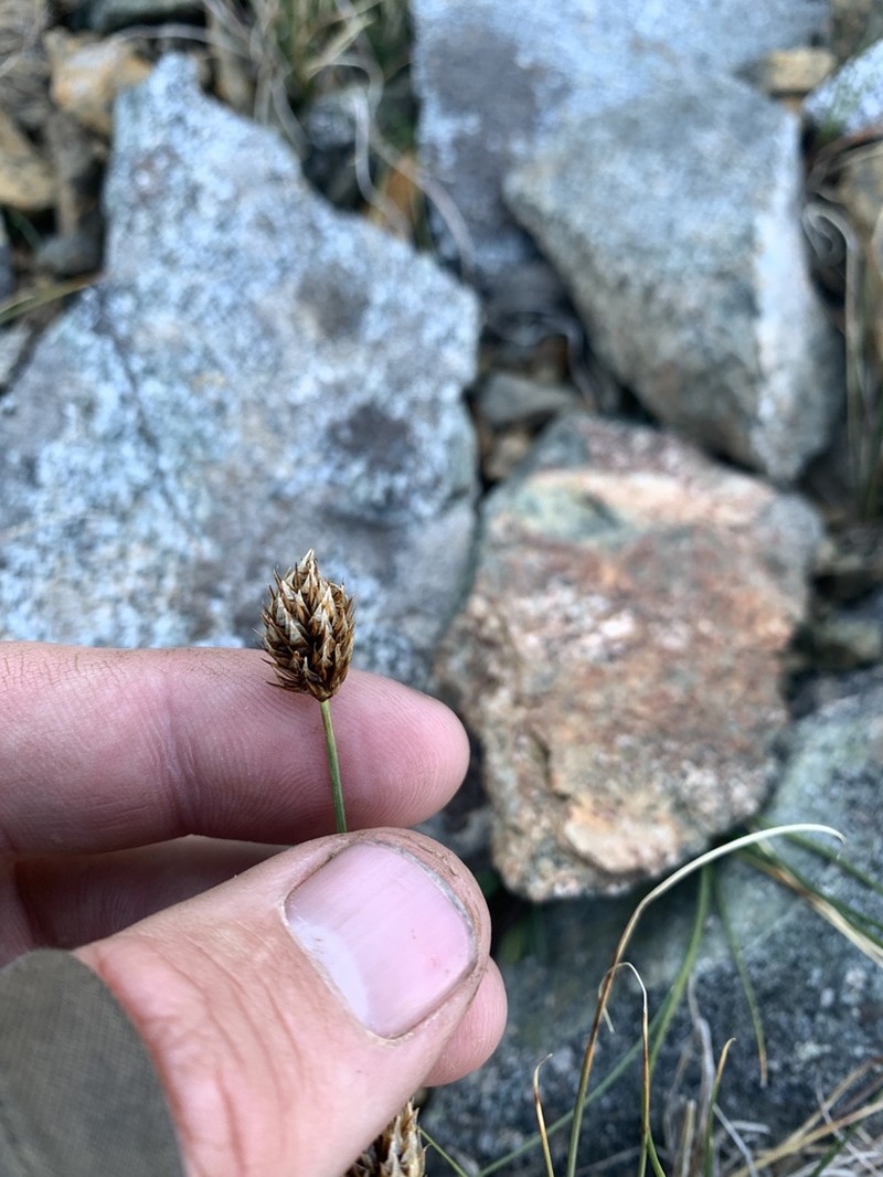 Engelmann's Sedge photo 7