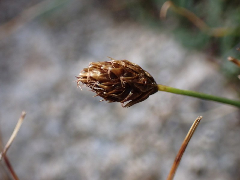 Engelmann's Sedge photo 8