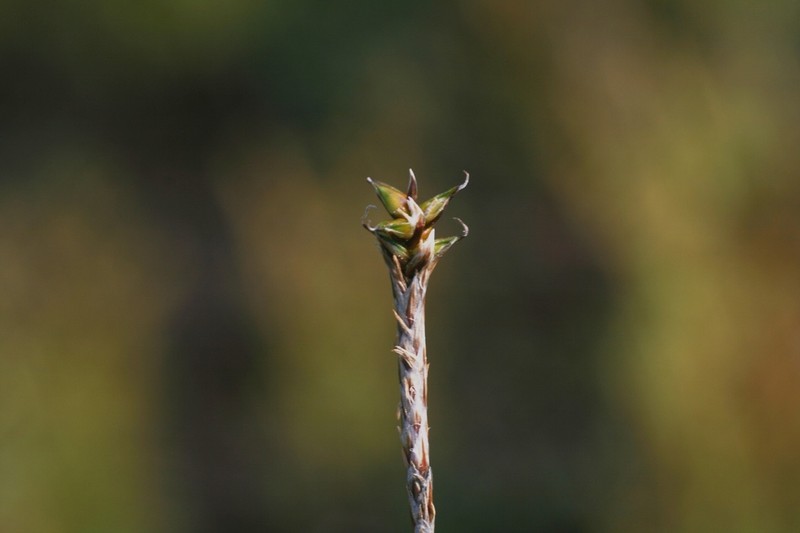 Coastal Sedge photo 4