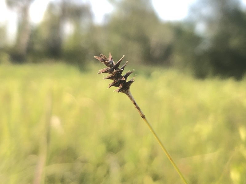 Coastal Sedge photo 5