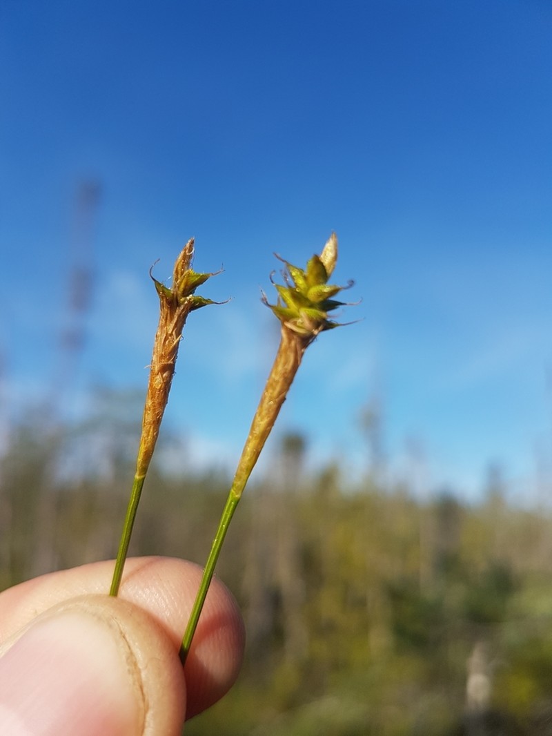 Coastal Sedge photo 6