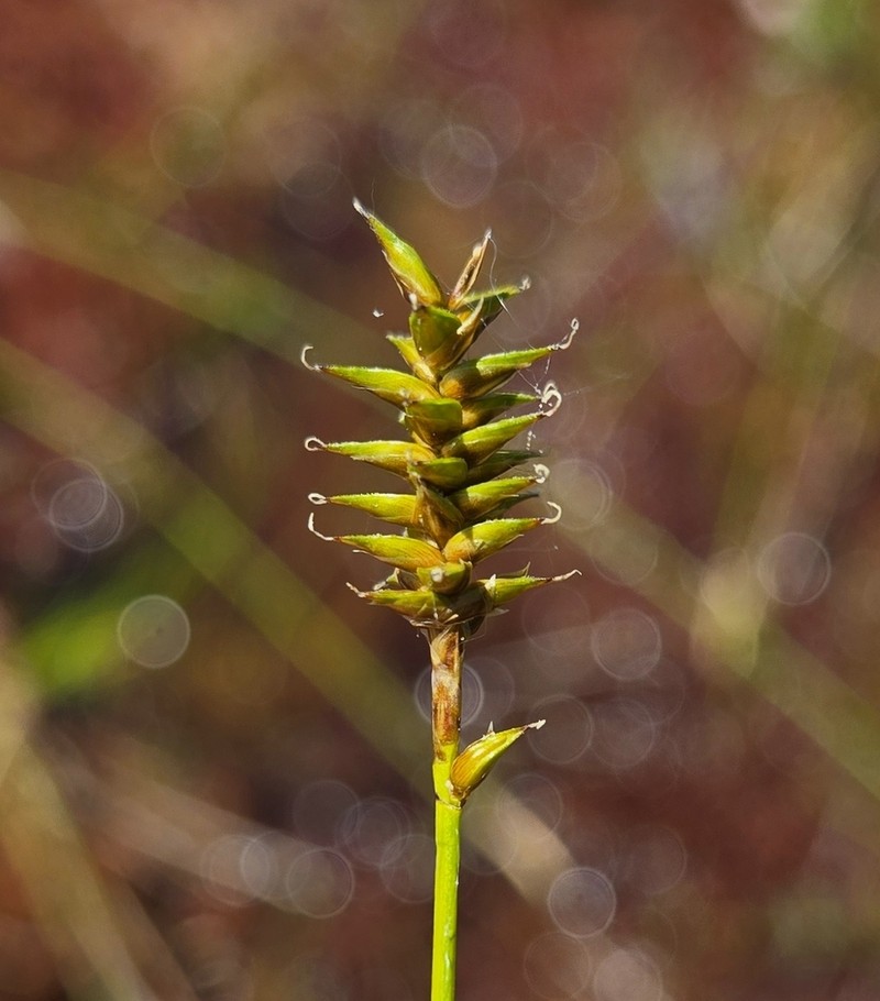 Coastal Sedge photo 7