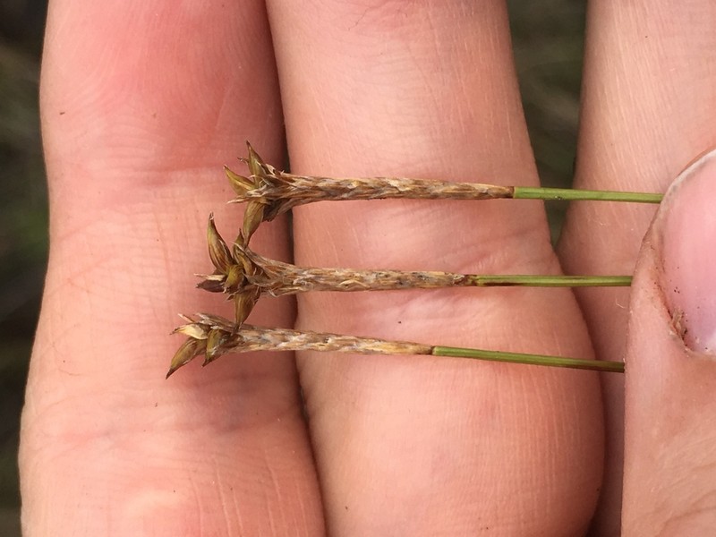 Coastal Sedge photo 8