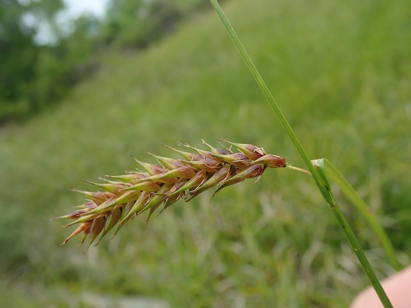 Western Inflated Sedge