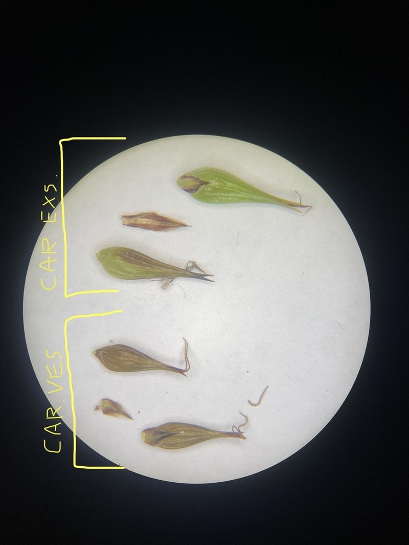 Western Inflated Sedge photo 3