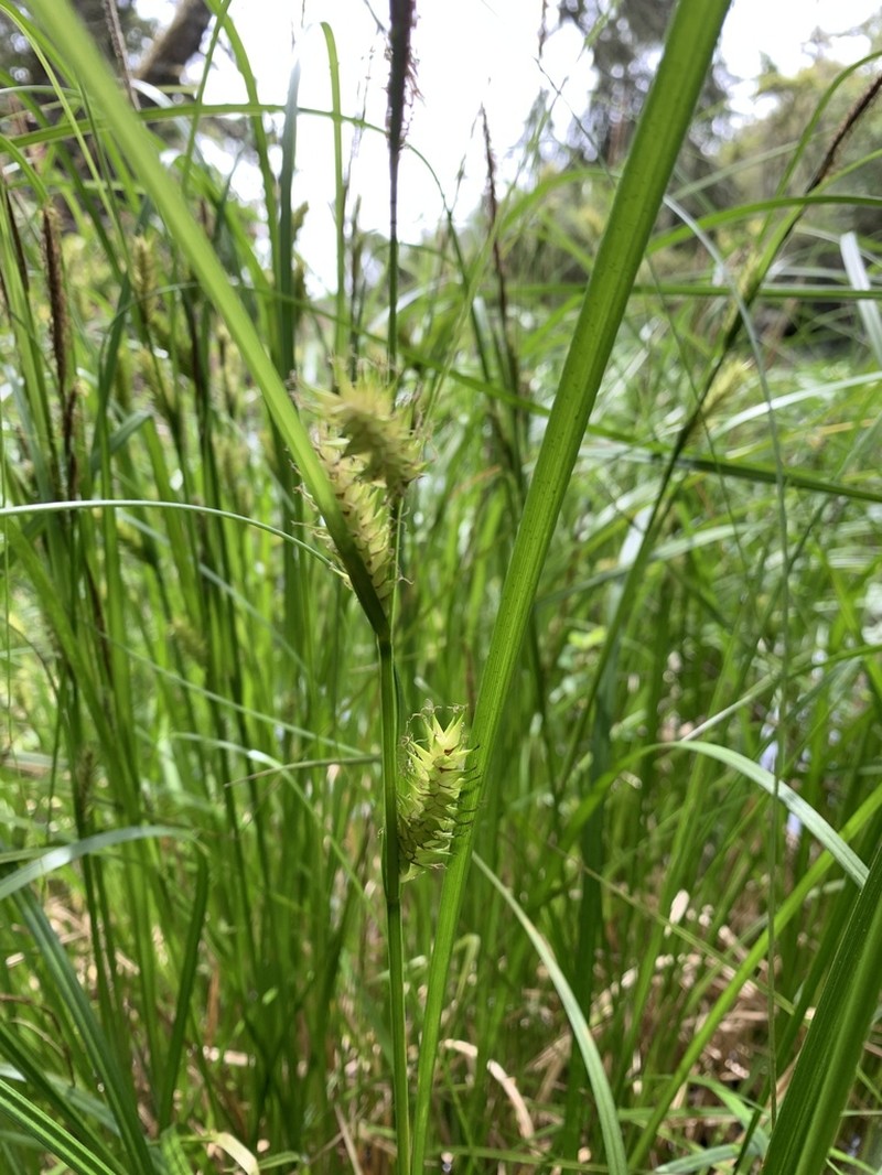 Western Inflated Sedge photo 4