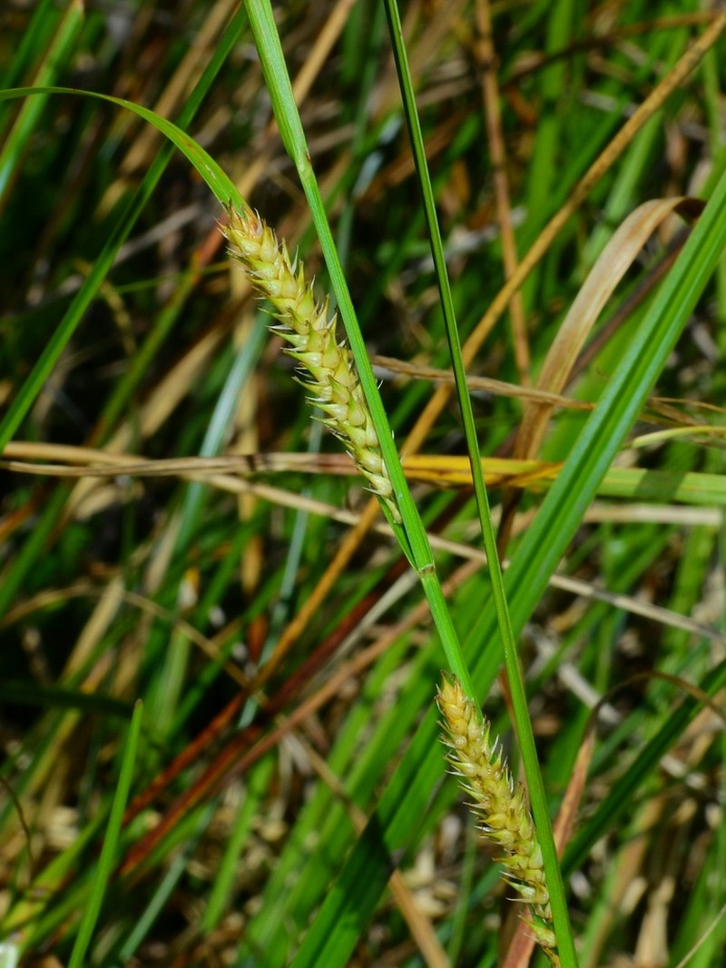 Western Inflated Sedge photo 5