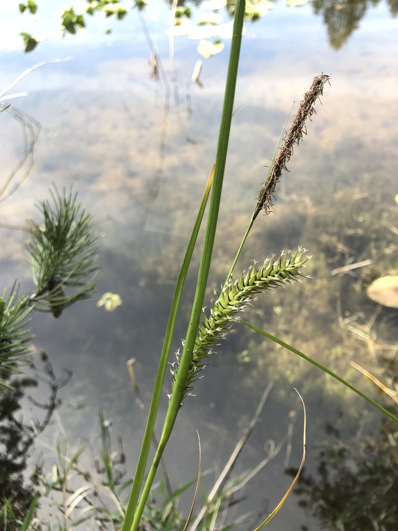Western Inflated Sedge photo 6