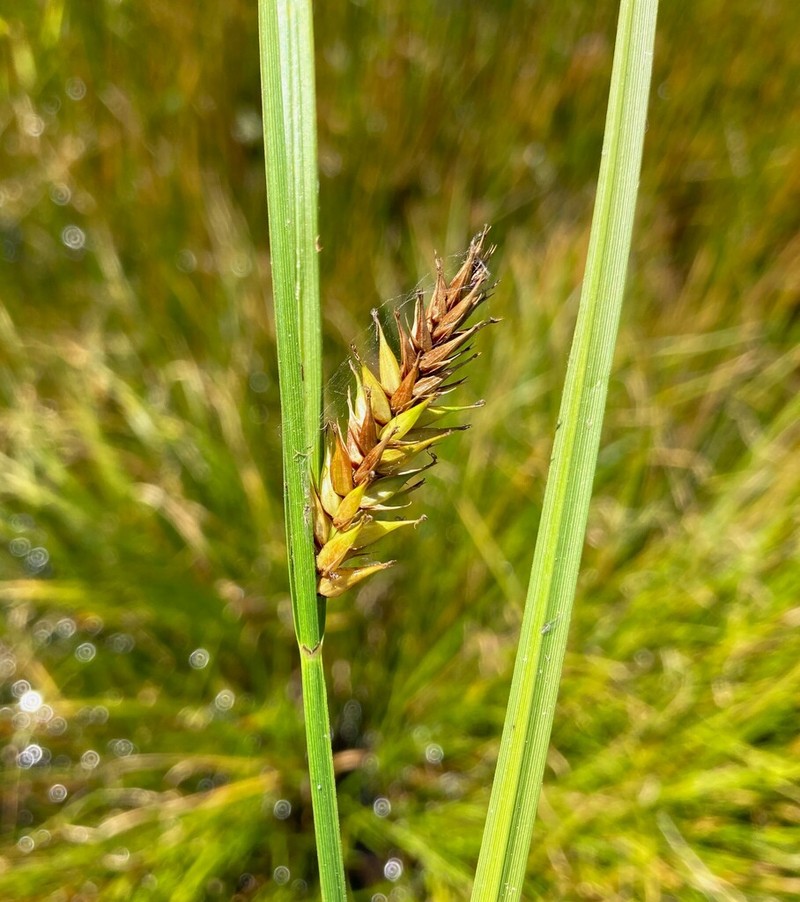 Western Inflated Sedge photo 7