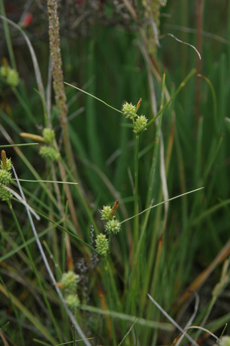 Longbract Sedge