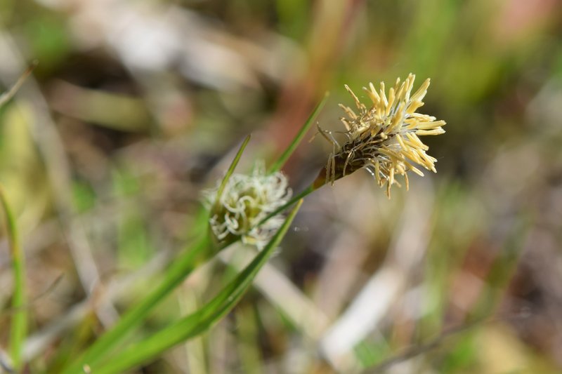Longbract Sedge photo 6