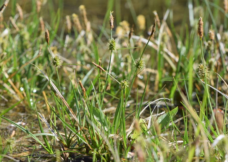 Longbract Sedge photo 7